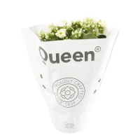 Illustration av Kalanchoe 105cm vit