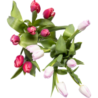 Illustration av Tulpaner 7-p mix