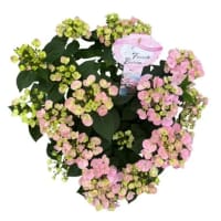 Illustration av Hortensia French Bolero 19 cm x3