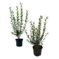 Illustration av Liguster 19 cm x1