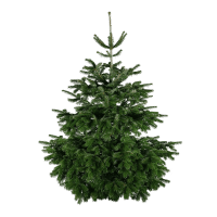 Illustration av Kungsgran 200- SE