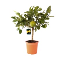 Illustration av Citrusträd 15 cm x6