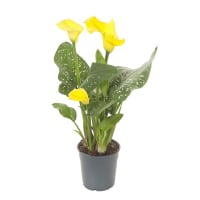 Illustration av Kalla 12cm gul