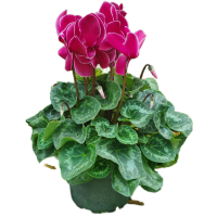 Illustration av Cyklamen 17cm Jumbo