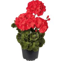 Illustration av Pelargon zon 12cm