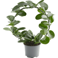 Illustration av Porslinsblomma Båge 12cm 35cm x10