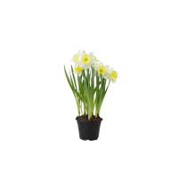 Illustration av Vårlilja