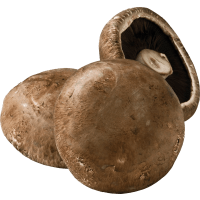 Illustration av Portabella svamp