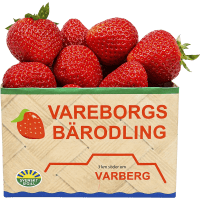 Illustration av Jordgubbar