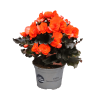 Illustration av Begonia 12cm orange SE x8