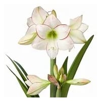 Illustration av Amaryllis Picasso