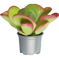 Illustration av Kalanchoe Thyrsiflora