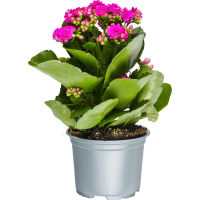 Illustration av Kalanchoe