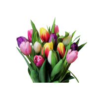 Illustration av Mixade tulpaner