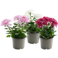 Illustration av Krysantemum orbl 13cm x8