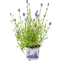 Illustration av Lavendel 12 cm