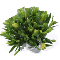 Illustration av Liljor 3 pack gul 60 cm