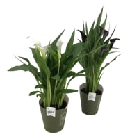 Illustration av 741 Kalla