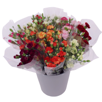 Illustration av Kvistnejlik 9p mix x12