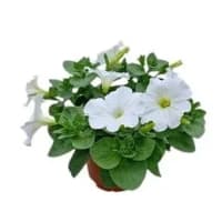 Illustration av Petunia vit 12 cm