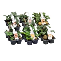 Illustration av Sättpotatis 6-pack