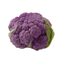 Illustration av Blomkål lila