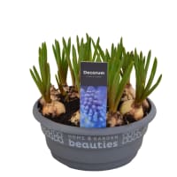 Illustration av Pärlhyacint skål