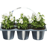 Illustration av Pense 6-pack vit