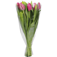 Illustration av Tulpaner 7-p mix