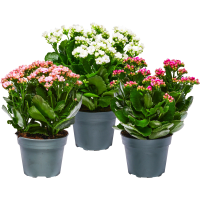 Illustration av Kalanchoe