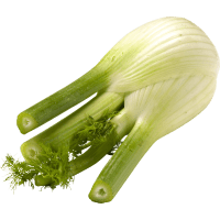 Illustration av Fänkål