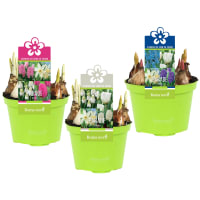 Illustration av Lökparad