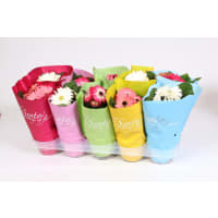 Illustration av Gerbera