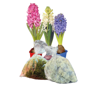 Illustration av Hyacint, Dekorationsmossa