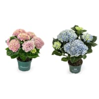 Illustration av Hortensia Magical 105cm x8