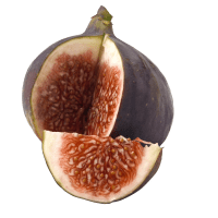 Illustration av Fikon färska