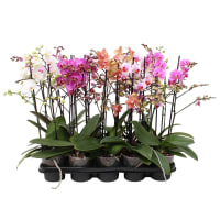 Illustration av Orkidé Multiflora