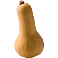 Illustration av Pumpa Butternut