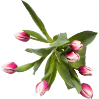 Illustration av Tulpaner 7-pack