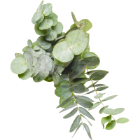 Illustration av Eukalyptus i bunt