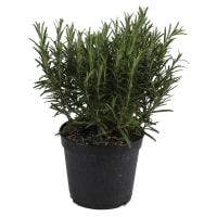 Illustration av Kryddväxt Rosmarin & Timjan