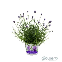 Illustration av Lavendel 105cm