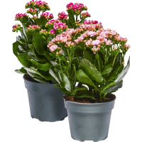 Illustration av Kalanchoe