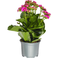 Illustration av Kalanchoe 10,5cm c