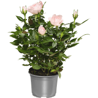 Illustration av Ros storblommig