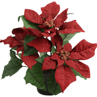 Illustration av Julstjärna röd konstväxt