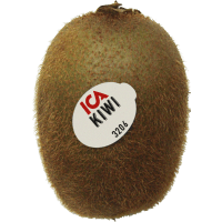 Illustration av Stor grön kiwi
