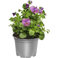 Illustration av Pensé 105 cm rainbow SE x8