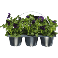 Illustration av Pensé Småblommig 6p SE