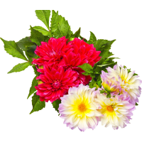 Illustration av Dahlia 3 pack